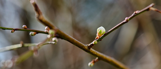 The first shoots of a plum tree, which can already be discovered in Germany in winter due to the higher temperatures of climate change.
