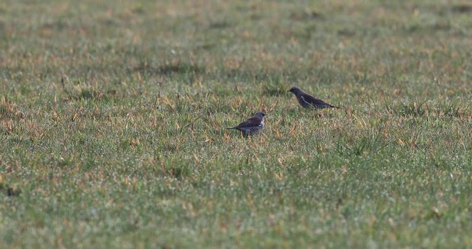 grives litorne recherchant de la nourriture dans une prairie