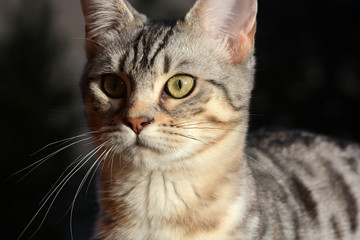 my beautiful Bengal cat