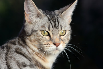 my beautiful Bengal cat