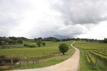 Fototapeta na wymiar Italian vineyard and landscape with road Scenic Landscape Arnaldo Caprai Winery Montefalco, Italy