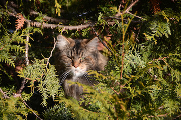neighbour's stalking cat high above in the thuja
