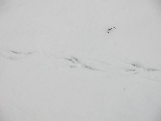 chain of bird tracks on white snow