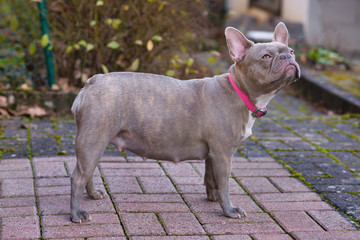 Lilac brindle French Bulldog dog pregnant for 8 weeks with big belly