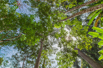 Fresh and wild forest with green trees and sunlight and low angle.