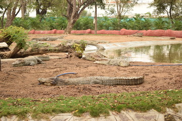 Crocodiles gathered for feeding, they are waiting for food.  Crocodiles in the pond and go on land. Crocodile farm.  Cultivation of crocodiles. Crocodile sharp teeth.