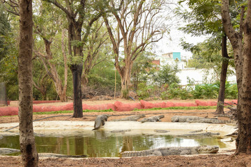 Crocodiles gathered for feeding, they are waiting for food.  Crocodiles in the pond and go on land. Crocodile farm.  Cultivation of crocodiles. Crocodile sharp teeth.