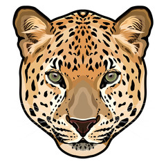 Leopard head in vector, Panthera pardus, big cat, wild animal