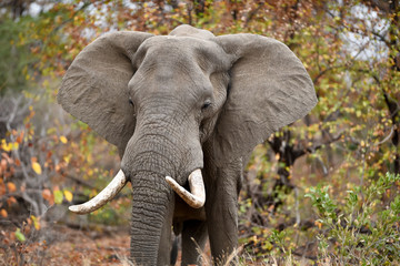 Fototapeta na wymiar Elephant in the wilderness, African Elephant in the wilderness