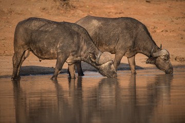 Beautiful shot of african buffaloes drinking water from the lake