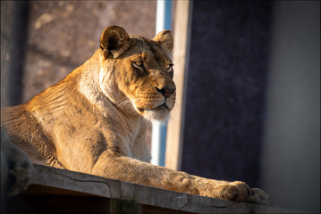 The lion (Panthera leo) is a species in the family Felidae