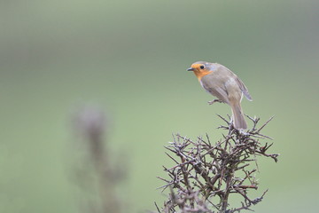 Larrabetzu, Bizkaia/Spain; Feb. 09, 2020. Rainny day in the field. European robin (Erithacus rubecola) in a blackthorn (Prunus spinosa) bush in winter.
