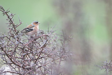 Larrabetzu, Bizkaia/Spain; Feb. 09, 2020. Rainny day in the field. Common chaffinch (Fringilla coelebs) in dry brambles after winter.