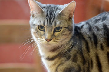 my beautiful Bengal cat