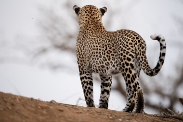 Beautiful shot of an african leopard with a blurred background © Ozkan Ozmen/Wirestock