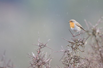 Larrabetzu, Bizkaia/Spain; Feb. 09, 2020. Rainny day in the field. European robin (Erithacus rubecola) in a blackthorn (Prunus spinosa) bush in winter.