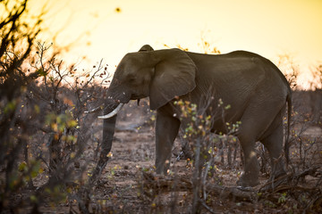 Fototapeta premium Elephant in the wilderness, African Elephant in the wilderness