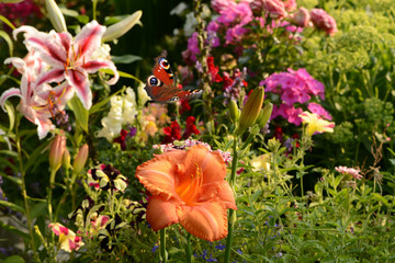 Schmetterling 648