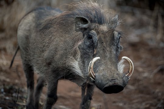 Closeup shot of a common warthog with a blurred background