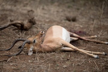 Closeup shot of a dead impala antelope lying in the ground - obrazy, fototapety, plakaty