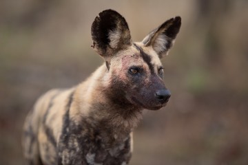 Closeup shot of an african wild dog with a blurred background