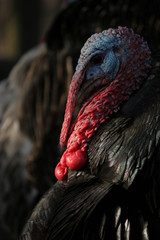male turkey close-up