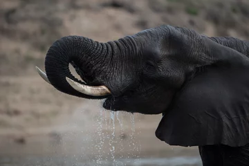 Fototapete Rund Closeup shot of an african elephant drinking water with a blurred background © Ozkan Ozmen/Wirestock