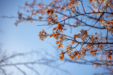 桜の枝