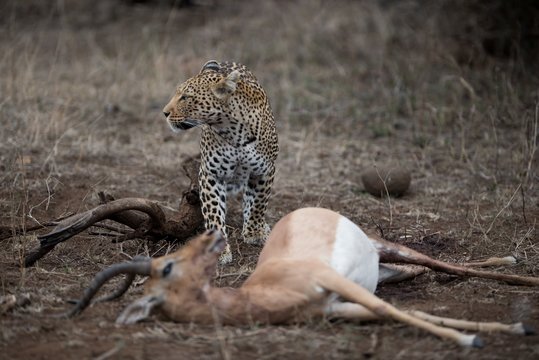 Selective focus shot of an african leopard with a dead impala antelope