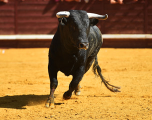 toro español en una plaza de toros