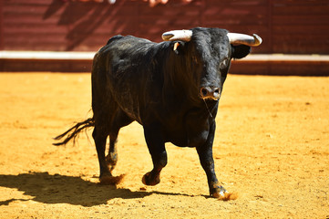 toro español en una plaza de toros