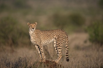 Beautiful cheetah hunting for prey with a blurred background © Ozkan Ozmen/Wirestock