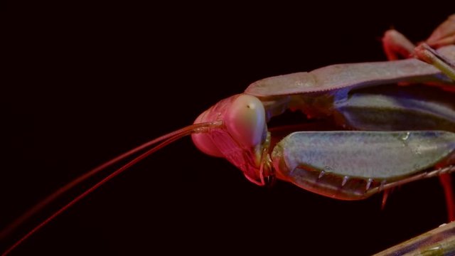 Macro shot of a praying mantis in the dark, 4k studio shot with color rgb leds