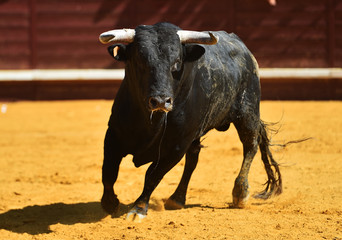 toro bravo español con grandes cuernos