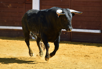toro bravo español con grandes cuernos
