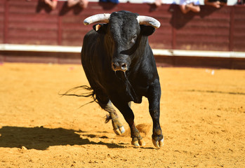 toro bravo español con grandes cuernos