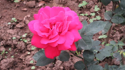 Top view of  pink floribunda rose in Ranchi, Jharkhand, India