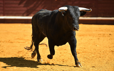 toro español en una plaza de toros