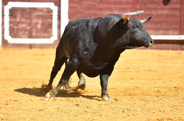 toro español en una plaza de toros