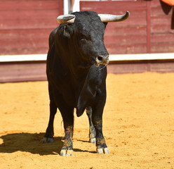 toro español en una plaza de toros