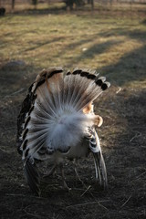  beautiful turkey  tail