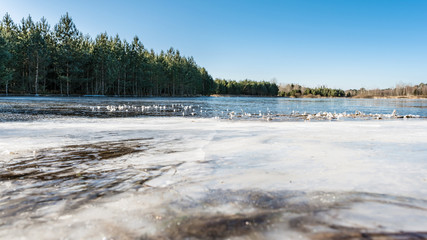 The frozen coastline of a blue lake with clear ice, clear sky and trees on the horizon. Grass near the shore under thin ice. Nature abstraction background