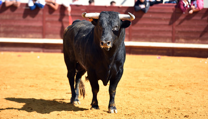 toro espa&ntilde;ol en una plaza de toros