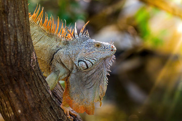 colorful iguana sitting in a tree on a sunny day