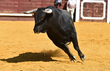toro bravo espa&ntilde;ol con grandes cuernos