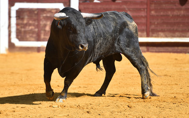 toro bravo español con grandes cuernos