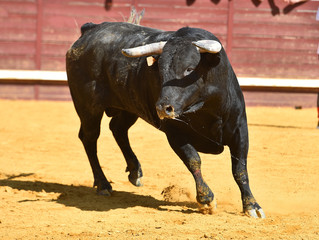 Naklejka premium toro español en una plaza de toros