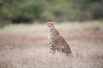 Beautiful cheetah sitting on the bush waiting for a prey © Ozkan Ozmen/Wirestock