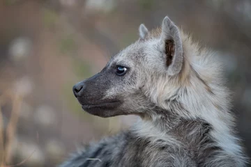Foto auf Alu-Dibond Hyäne Nahaufnahme einer Tüpfelhyäne mit unscharfem Hintergrund