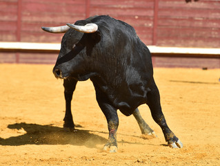 toro bravo español con grandes cuernos